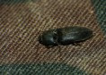 /album/coleoptera/pomachilius-deromecoides-1-jpg/